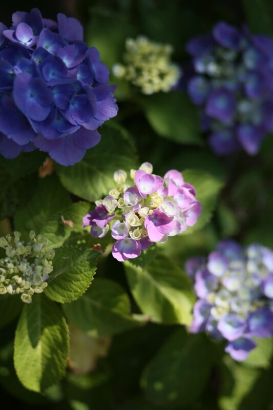 Party report ~Surprise for you ~