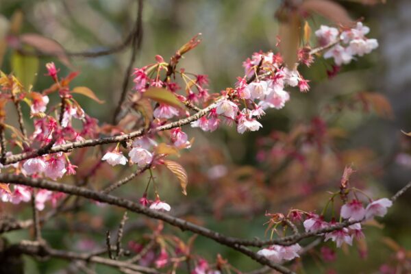 Party report at THE SODOH HIGASHIYAMA KYOTO(ザ ソウドウ ヒガシヤマ キョウト）~Live, love, laugh and be happy !~MAR.2020